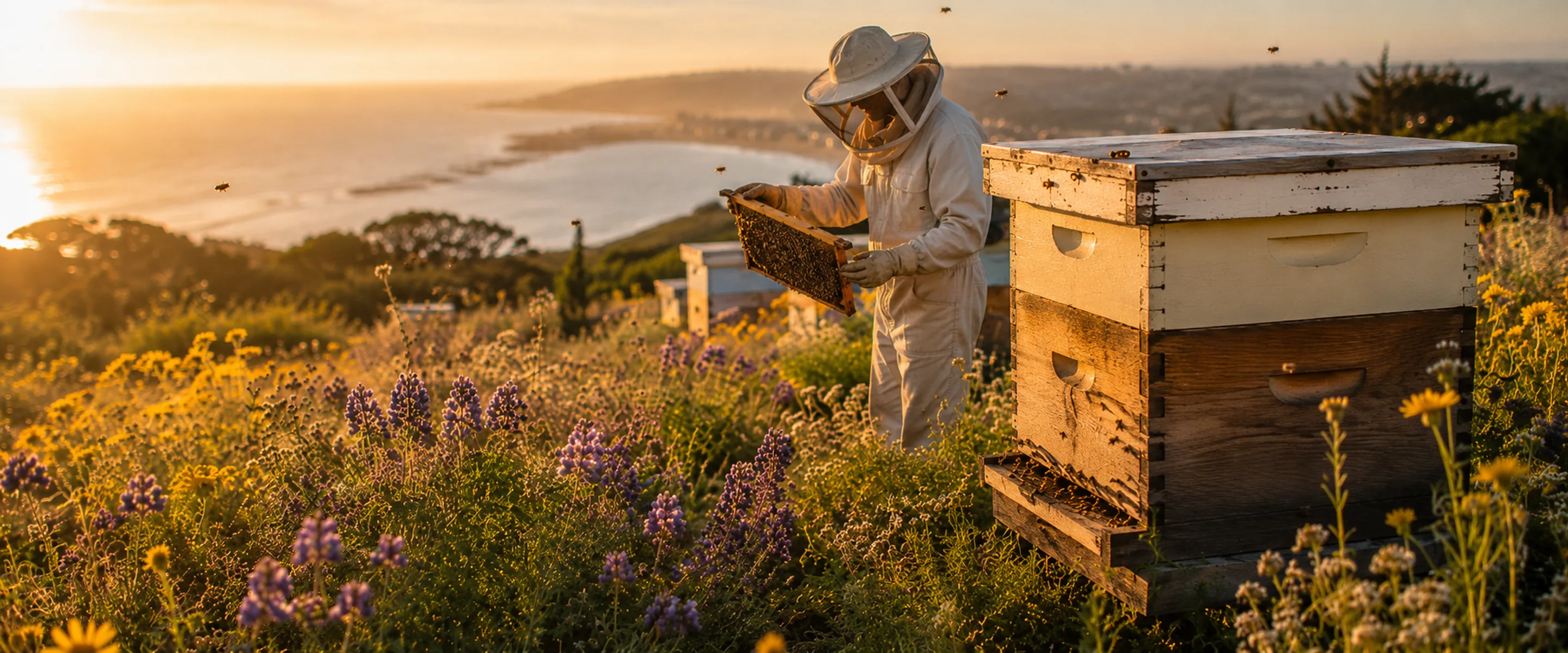 Golden wildflower honey from South San Francisco and San Mateo hives.