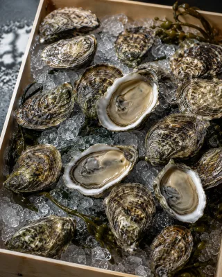 Raw-bar ready Island Creek 50 Count Box oysters from Duxbury Bay with deep cups and briny liquor.